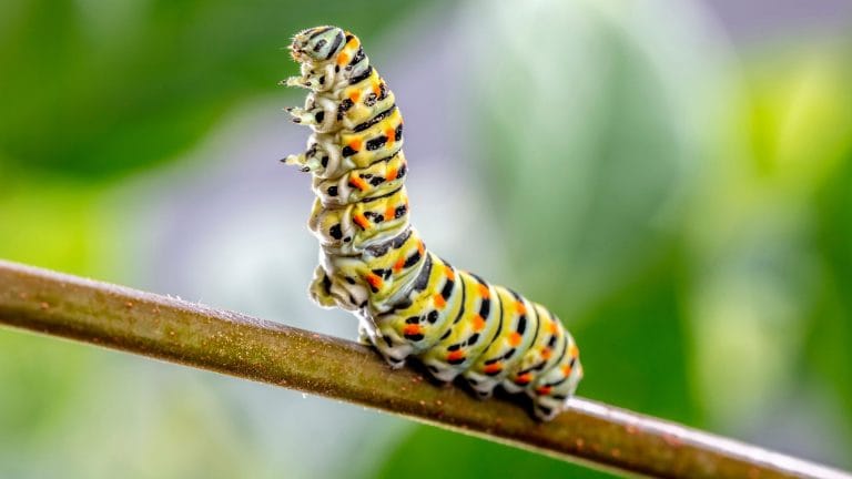 Caterpillar Health Insurance