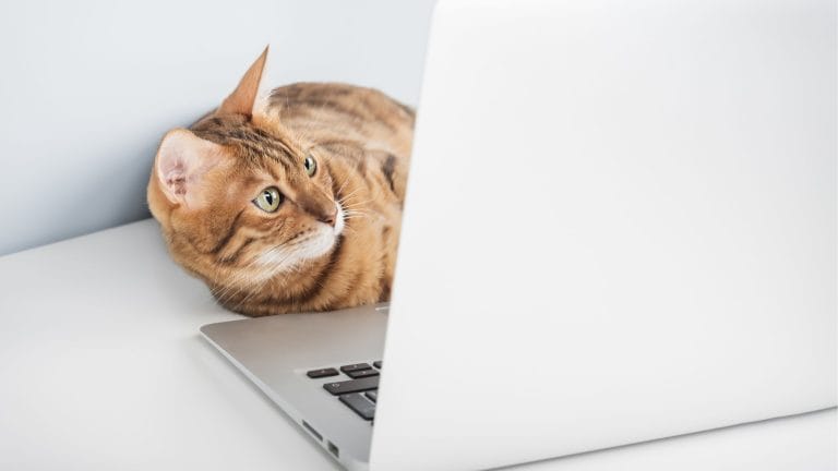 Free Pet Care Services Online