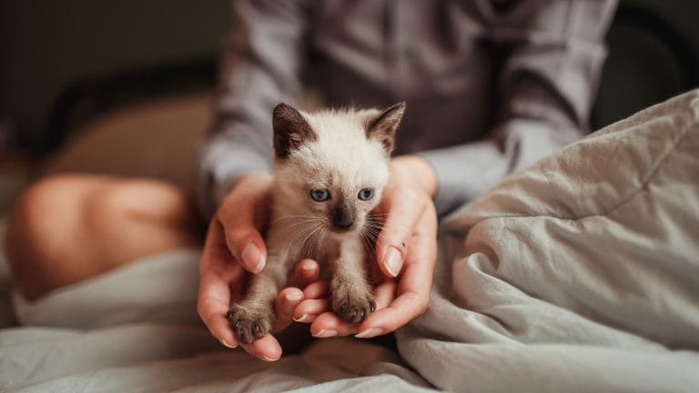 How Much Does It Cost to Declaw a Cat