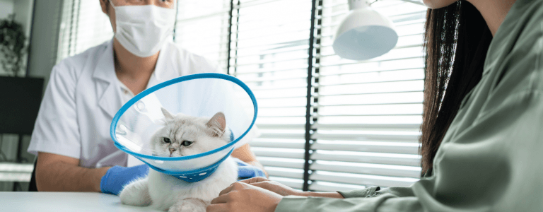 How to get pet insurance for cat