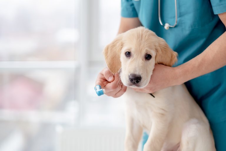 Is pet insurance worth it for your new puppy? Our guide breaks down costs, coverage options, and benefits to help you make an informed decision.