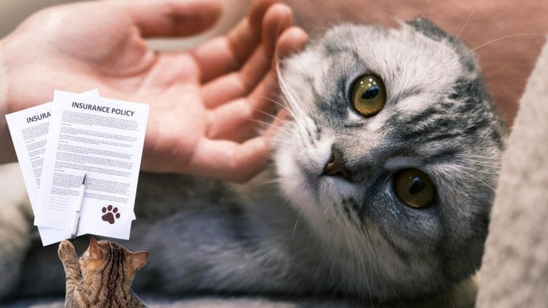 Pet Insurance for Cats
