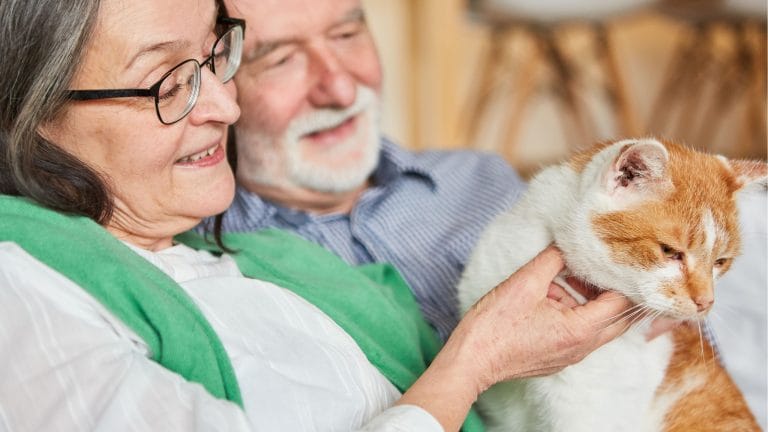 Senior Cat Insurance