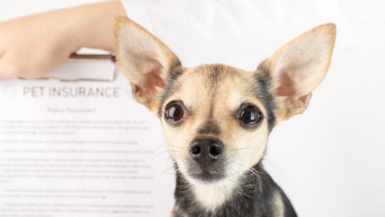 Should I Get Pet Insurance Before Going to the Vet