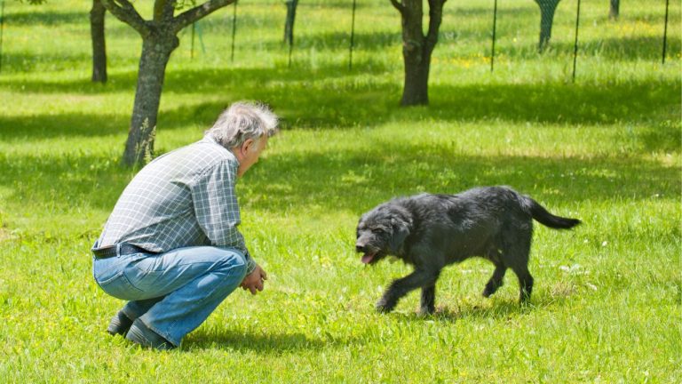 dog insurance for senior dogs