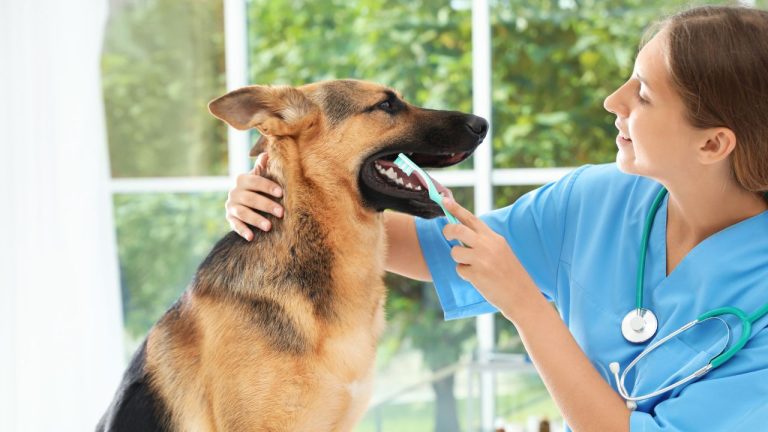 dental coverage for dogs