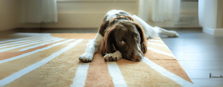 does renters insurance cover pet damage to carpet