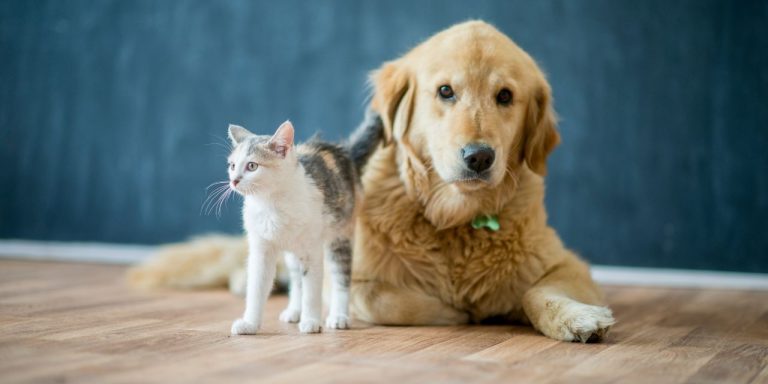 Does Renters Insurance Cover Pets