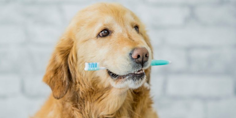 does pet insurance cover dental