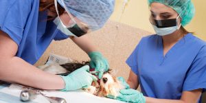 pet dental