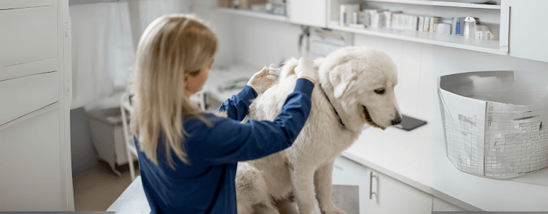 does pet insurance cover vaccines
