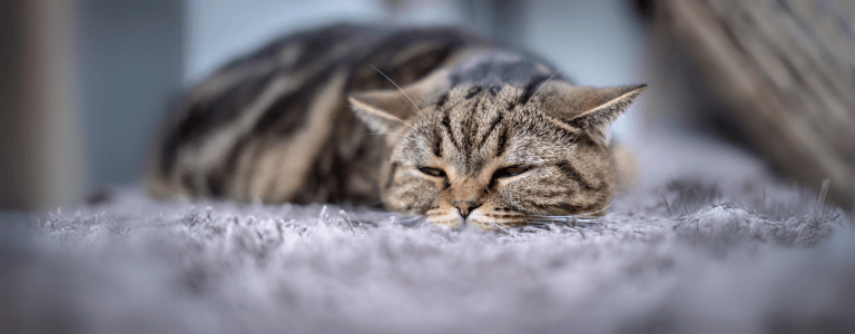 how much is pet insurance for a cat