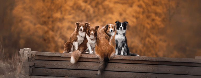 how much is pet insurance for dogs