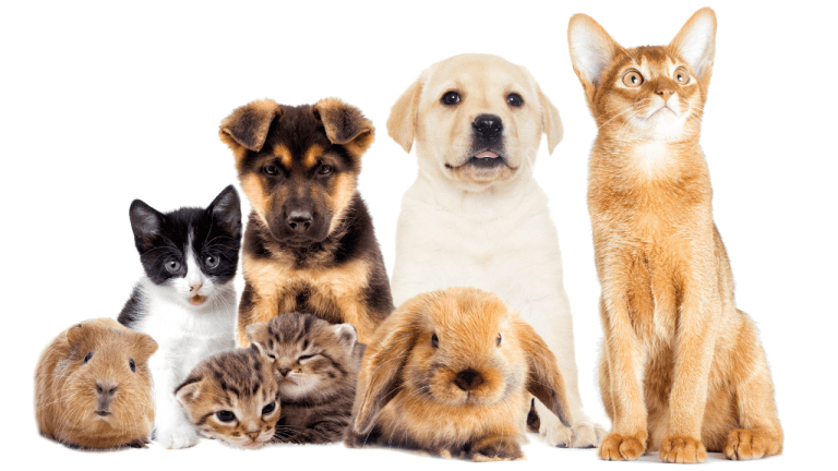 does pet insurance cover blood work