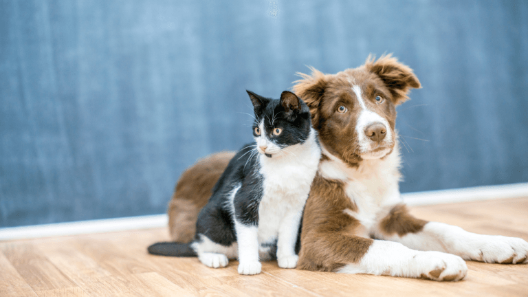pet insurance that covers diabetes
