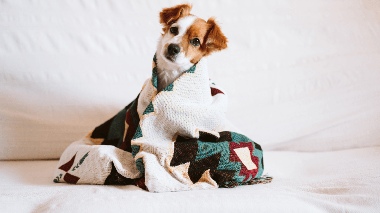 couch covers for dogs