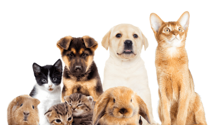 The Complete Guide to Different Types of Pet Insurance: Finding the Perfect Coverage for Your Furry Family