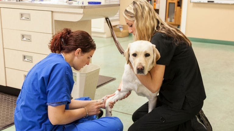 What Is Preventive Care for Dogs