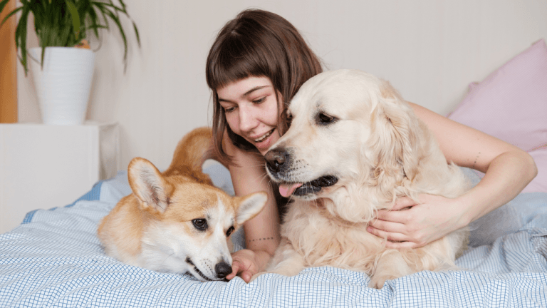 how to get pet insurance